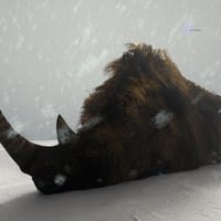 Woolly Rhino by AM | Daz 3D